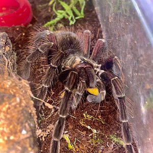 Pamphobeteus sp. platyomma juvenile male enjoying a mid-week treat.