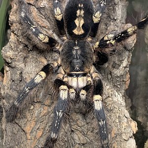 Poecilotheria subfusca "lowland"