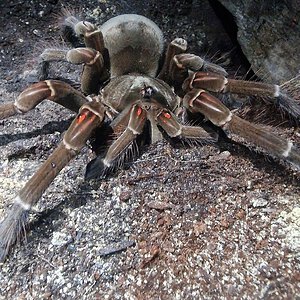 0.1. Theraphosa sp. Stirmi L8