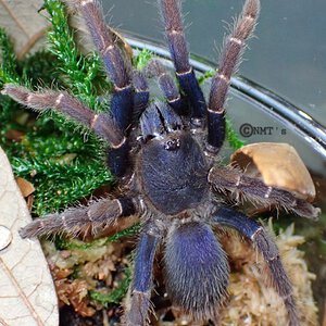 0.1 Psednocnemis brachyramosa - 3.25" DLS