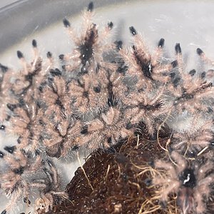 Avicularia avicularia second instar slings