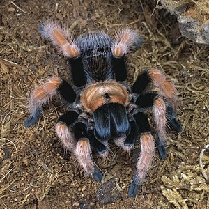 Aphonopelma bicoloratum