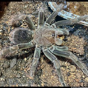 Pamphobeteus_Manganegra(f)4.5in_SA1.jpeg