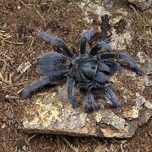 Aphonopelma sp. Michoacán