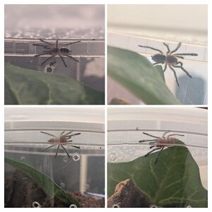 Tiny Psalmo before and after molt