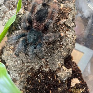 Wondering what avic sp./morph this is