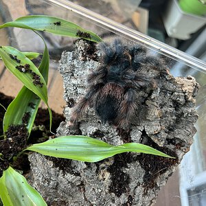 Wondering what avic sp./morph this is