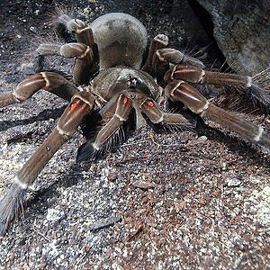 0.1 Theraphosa sp Stirmi