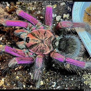 Pamphobeteus_cf_insignis_Ecuador(MM)6.75in_MM1.jpeg