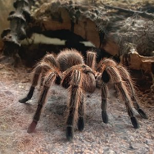 Grammostola rosea (RCF)