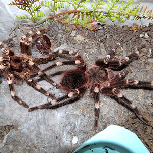 Genicula With Molt (♂ Acanthoscurria geniculata 4.5″)