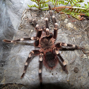 Genicula [1/7] (♂ Acanthoscurria geniculata 4.5″)