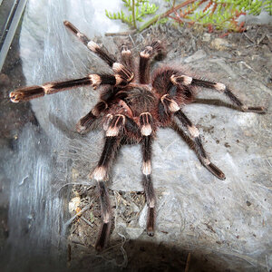 Genicula [2/7] (♂ Acanthoscurria geniculata 4.5″)