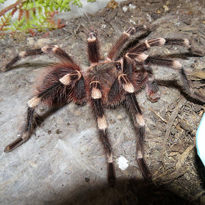 Genicula [3/7] (♂ Acanthoscurria geniculata 4.5″)