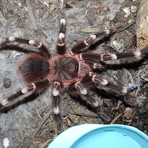 Genicula [4/7] (♂ Acanthoscurria geniculata 4.5″)