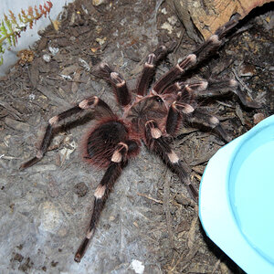 Genicula [5/7] (♂ Acanthoscurria geniculata 4.5″)