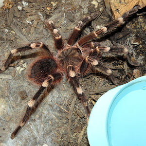 Genicula [6/7] (♂ Acanthoscurria geniculata 4.5″)