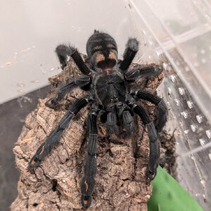 P. irminia on the hunt