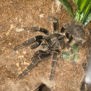 My female Ceratogyrus darlingi, Lady Clyde