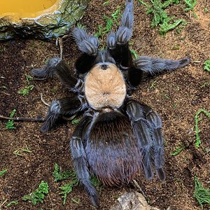 Brachypelma albiceps