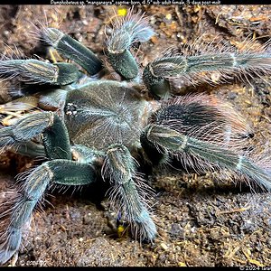 Pamphobeteus_manganegra(f)4.5in_SA1.jpeg