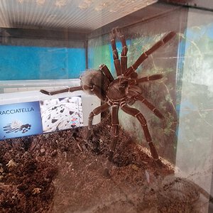 0.1 Theraphosa sp. Stirmi L7