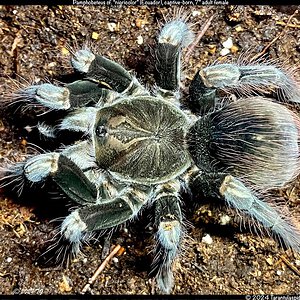 Pamphobeteus_cf_nigricolor_Ecuador(f)7in_AD1.jpeg