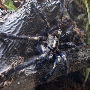 0.1 Poecilotheria metallica