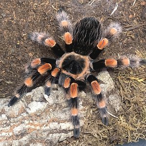 Brachypelma smithi (ex annitha)