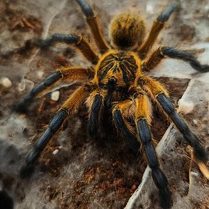 Harpactira pulchripes 1.0