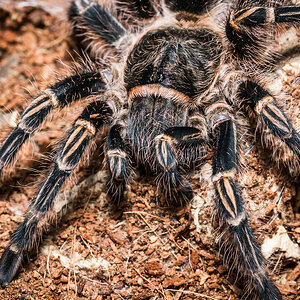 Grammostola pulchripes