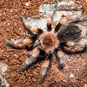 Brachypelma hamorii