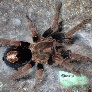 0.1 Cyriocosmus giganteus - 4" DLS