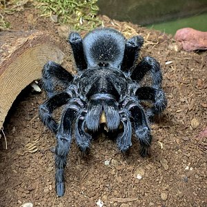 Grammostola pulchra