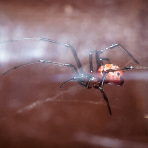 Latrodectus curacaviensis