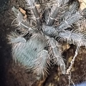 This was sold to me as a Brazilian Red spiderling