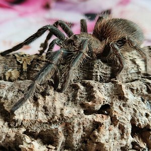 Lasiodora parahybana (Female)