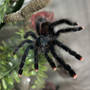 A. Avicularia