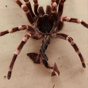 My whiteknee tarantula molting