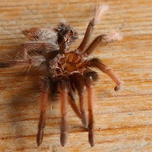 Redknee tarantula molting