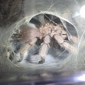 1.0 Chilobrachys sp South Thailand Blue