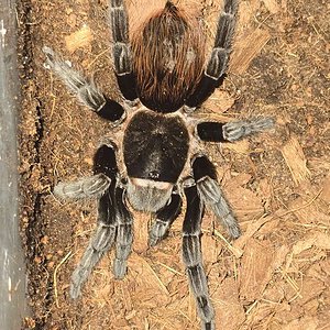 T. vagans (sold as A. anax)