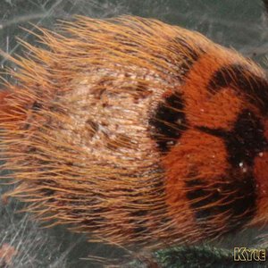 Chromatopelma-cyaneopubescens27.jpg