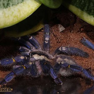 Poecilotheria-metallica54.jpg