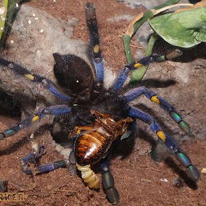 Poecilotheria-metallica55.jpg