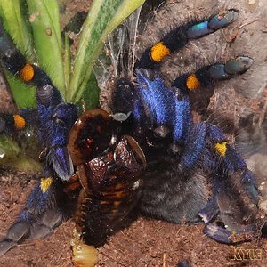 Poecilotheria-metallica56.jpg