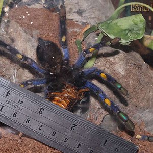 Poecilotheria-metallica57.jpg