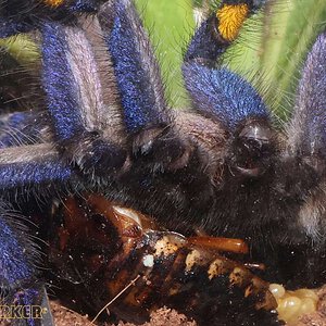 Poecilotheria-metallica58.jpg