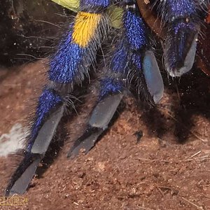 Poecilotheria-metallica59.jpg