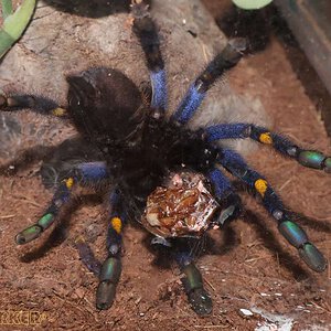 Poecilotheria-metallica61.jpg